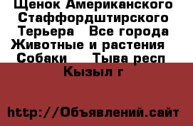 Щенок Американского Стаффордштирского Терьера - Все города Животные и растения » Собаки   . Тыва респ.,Кызыл г.